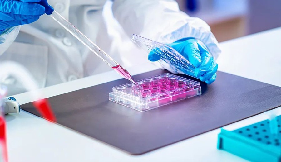 cell culture plate